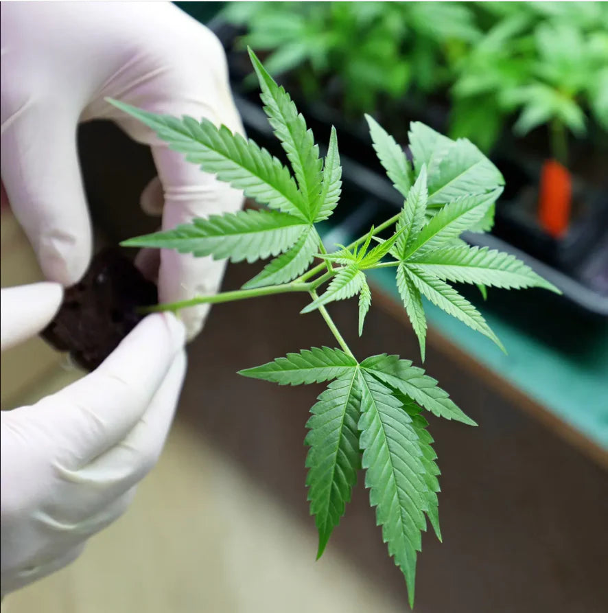 Discover Nature Of Herbal Products